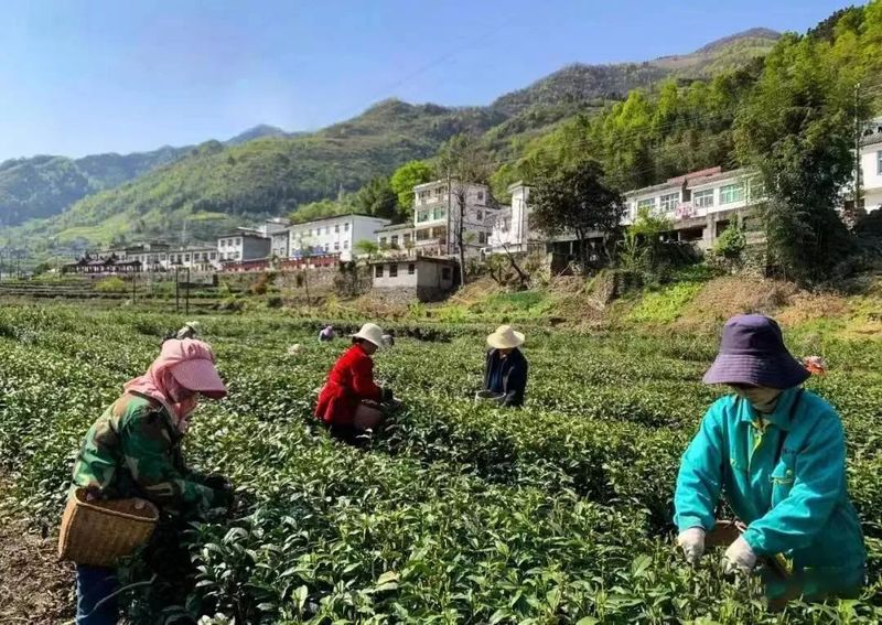 关于安康岚皋:发展特色农业产业 绘就乡村振兴新画卷的相关内容(2)