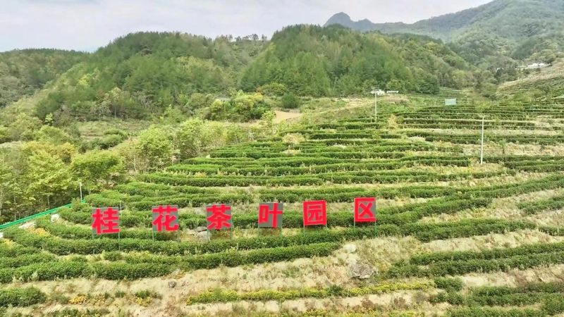 关于安康岚皋:发展特色农业产业 绘就乡村振兴新画卷的相关内容
