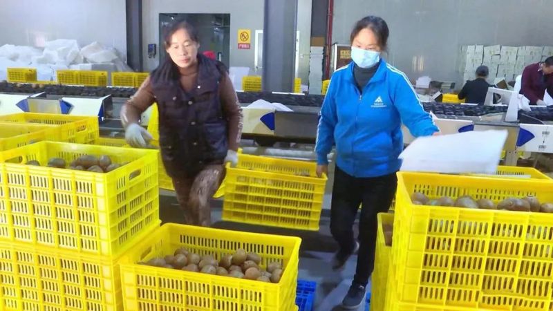 关于安康岚皋:发展特色农业产业 绘就乡村振兴新画卷的相关内容(4)