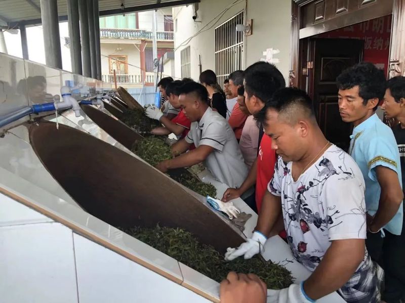 有关于西双版纳这十年:以茶业赋能 助力乡村振兴的消息(6)