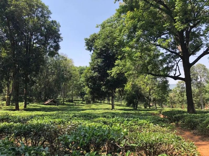 有关于西双版纳这十年:以茶业赋能 助力乡村振兴的消息(1)