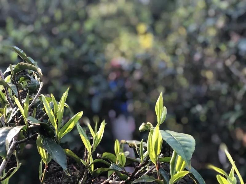 有关于西双版纳这十年:以茶业赋能 助力乡村振兴的消息(2)