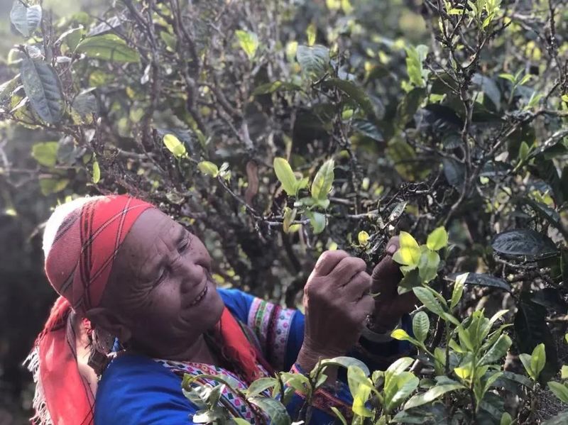 有关于西双版纳这十年:以茶业赋能 助力乡村振兴的消息