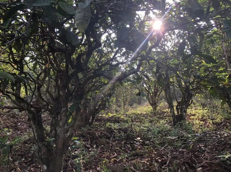 有关于西双版纳这十年:以茶业赋能 助力乡村振兴的消息(4)