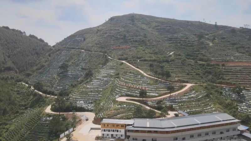 关于《二十大时光》牢记总书记嘱托 把六堡茶做成乡村振兴大产业的消息(2)