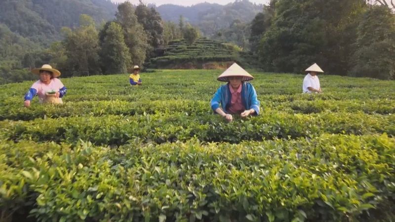 关于《二十大时光》牢记总书记嘱托 把六堡茶做成乡村振兴大产业的消息