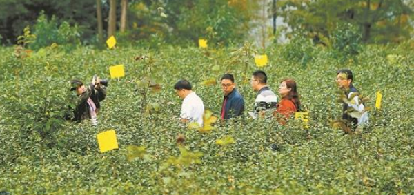 关于降雨量偏少 干旱撼不动秋茶品质的相关信息(3)