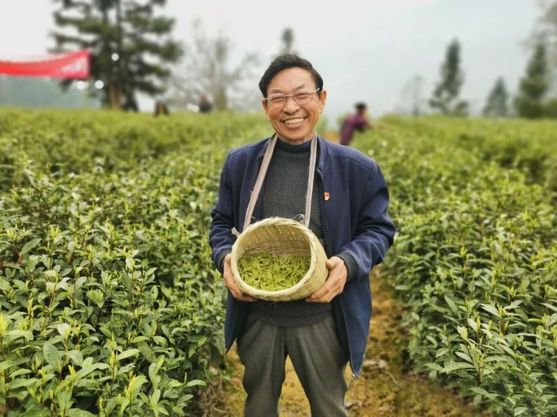 关于贵州正安:不忘初心,铸就茶产业快速发展,十年产值增长600%!的相关内容(14)