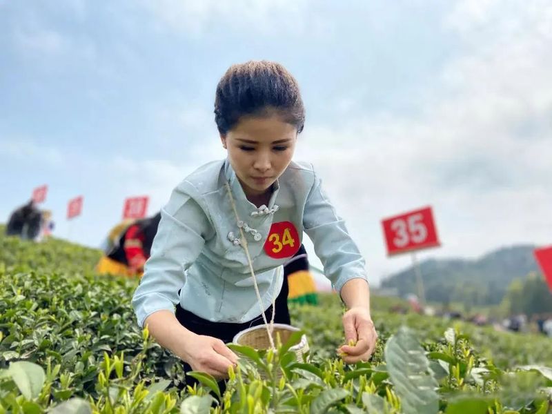 关于贵州正安:不忘初心,铸就茶产业快速发展,十年产值增长600%!的相关内容(3)