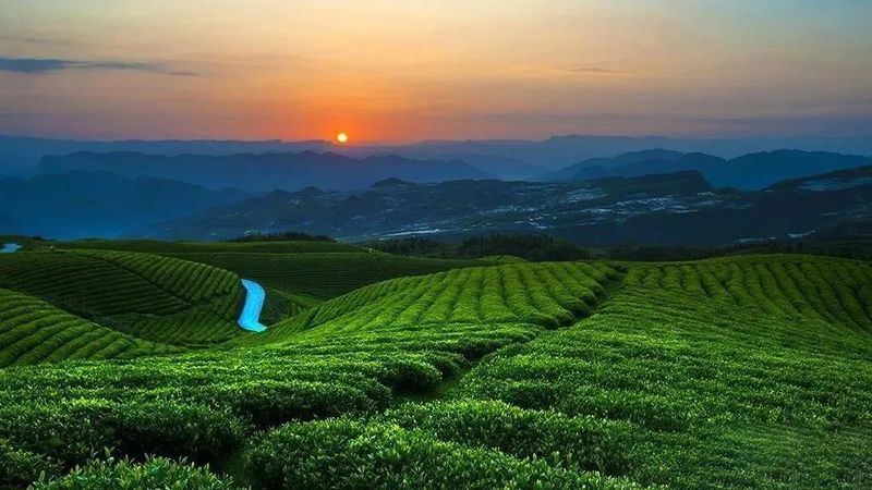 关于贵州正安:不忘初心,铸就茶产业快速发展,十年产值增长600%!的相关内容