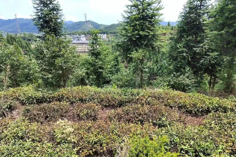 有关于赣州市茶叶产业协会:开班科普茶知识 走访茶企问旱情的相关内容(15)