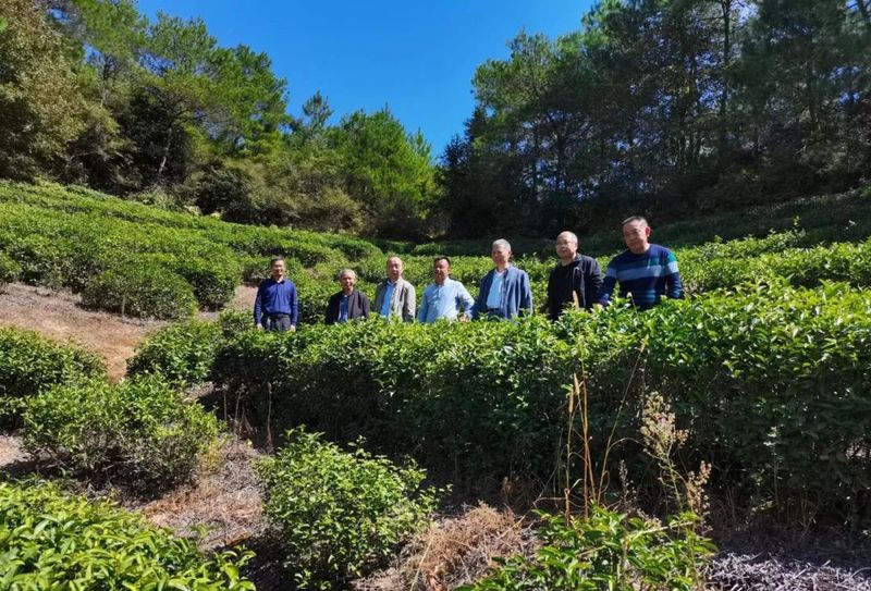 有关于赣州市茶叶产业协会:开班科普茶知识 走访茶企问旱情的相关内容(12)