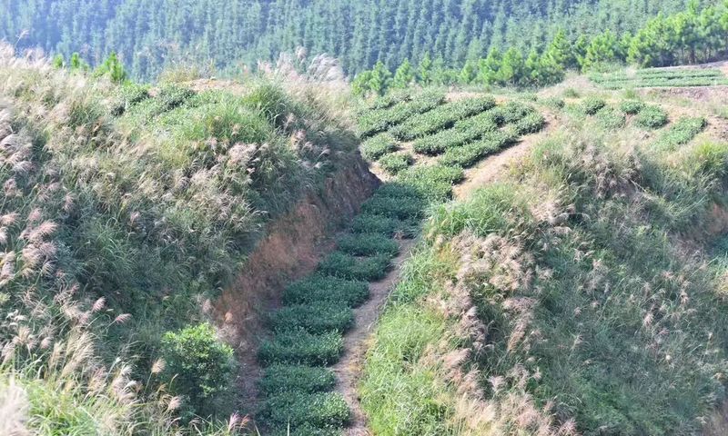 有关于坚守传统工艺,传承安溪茶文化的信息(1)