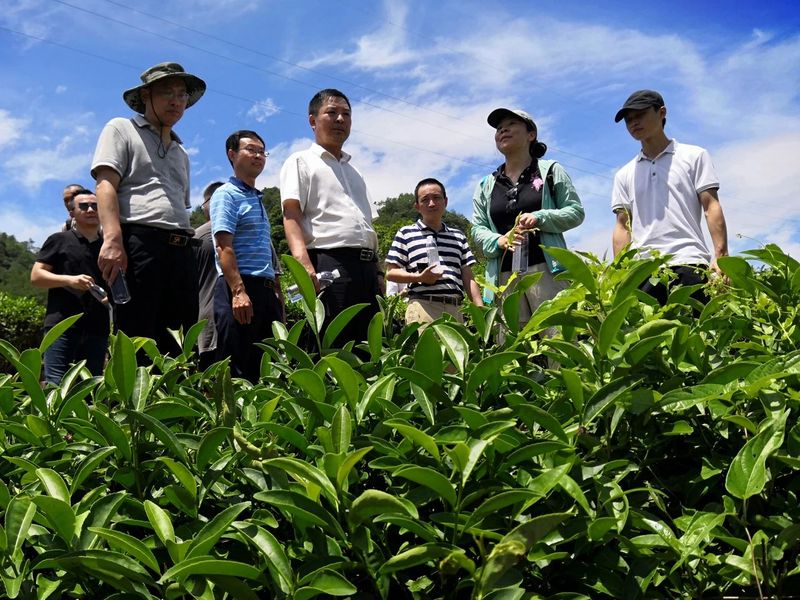 关于喜迎二十大,闽茶这十年, “三茶”融合,闽茶有“高”招的信息(2)