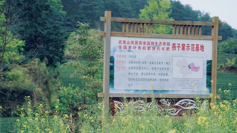 关于喜迎二十大,闽茶这十年, “三茶”融合,闽茶有“高”招的信息(1)