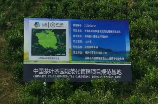 关于因地制宜谋发展,广西打造千亿元茶产业的资讯(2)