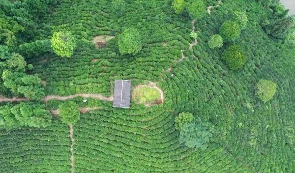 关于因地制宜谋发展,广西打造千亿元茶产业的资讯