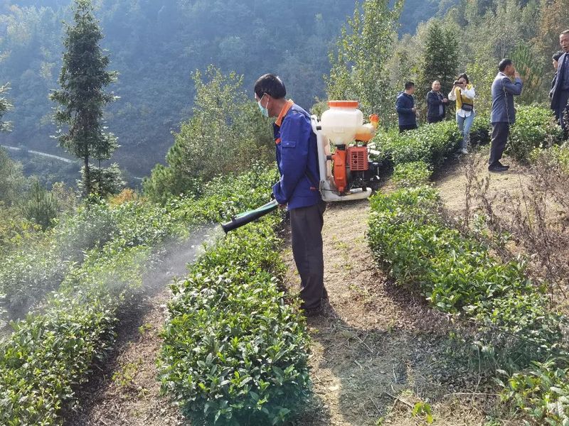 有关于城关镇新桃村:开展秋季茶园管护技术培训 提升来年春茶品质的信息(2)