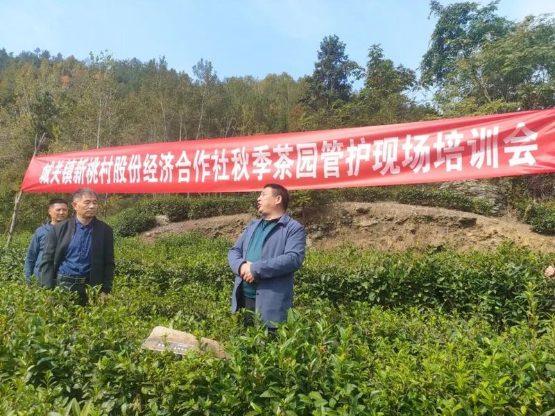 有关于城关镇新桃村:开展秋季茶园管护技术培训 提升来年春茶品质的信息