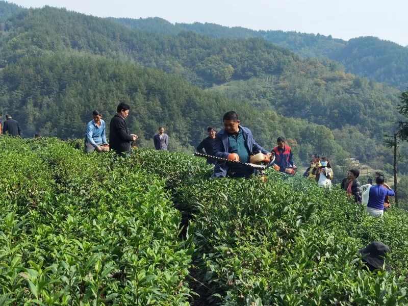 有关于城关镇新桃村:开展秋季茶园管护技术培训 提升来年春茶品质的信息(1)
