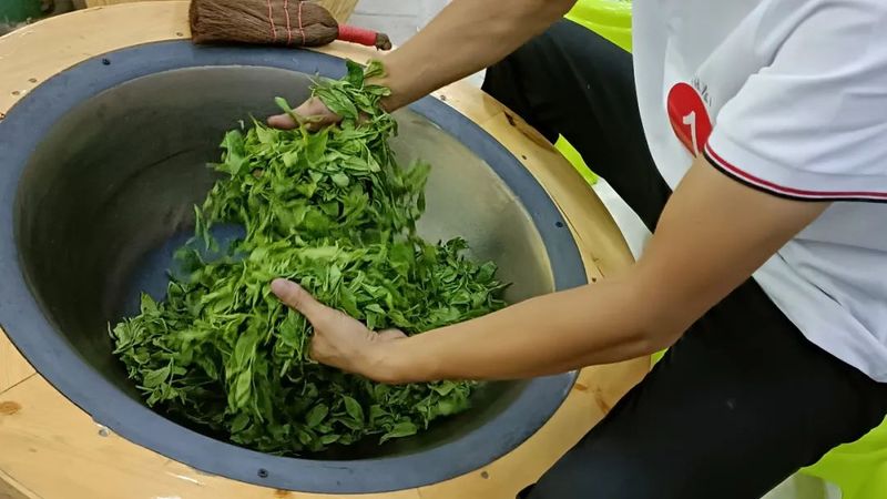 关于绿茶加工赛中如何拿高分?让裁判长和冠军告诉你答案的内容(2)