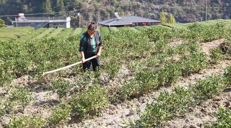 有关于咸丰县黄金洞乡：秋季茶园管护忙 蓄势春来茶飘香的资讯