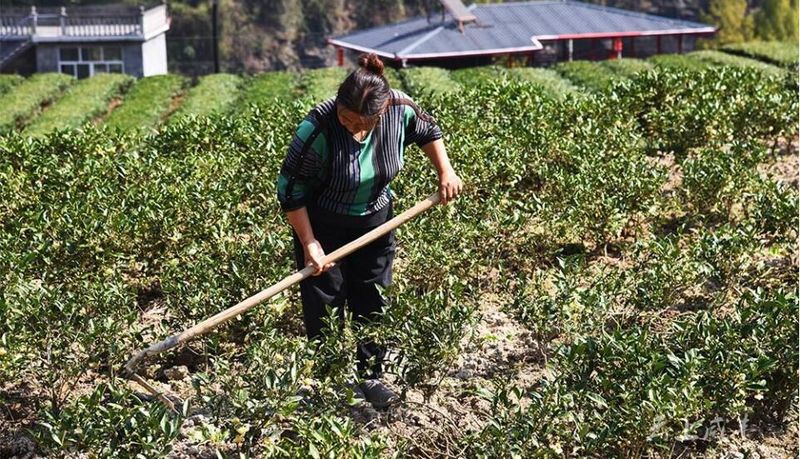 有关于咸丰县黄金洞乡：秋季茶园管护忙 蓄势春来茶飘香的资讯(2)