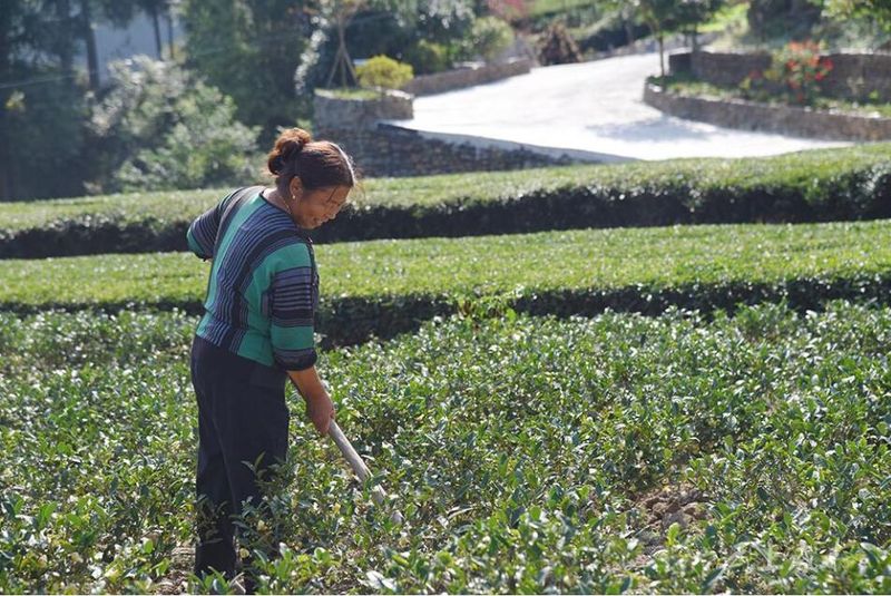 有关于咸丰县黄金洞乡：秋季茶园管护忙 蓄势春来茶飘香的资讯(1)