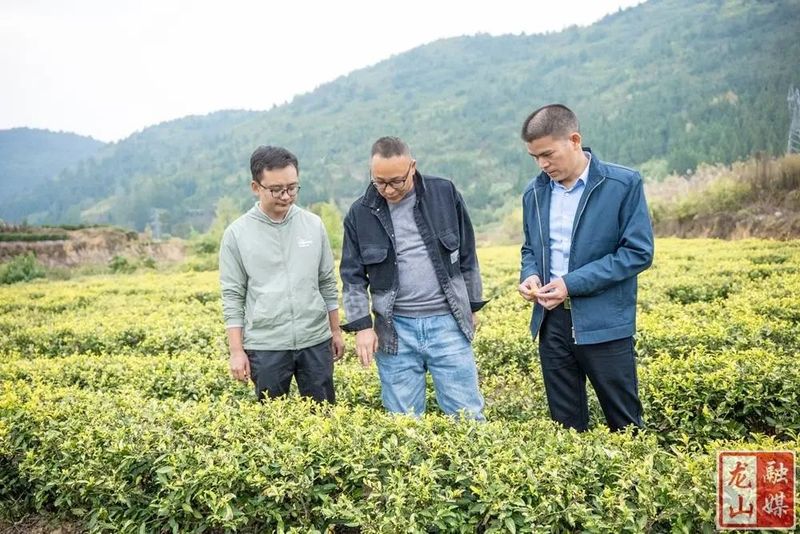 有关于国家茶叶产业体系专家来龙山调研指导茶叶产业建设的内容