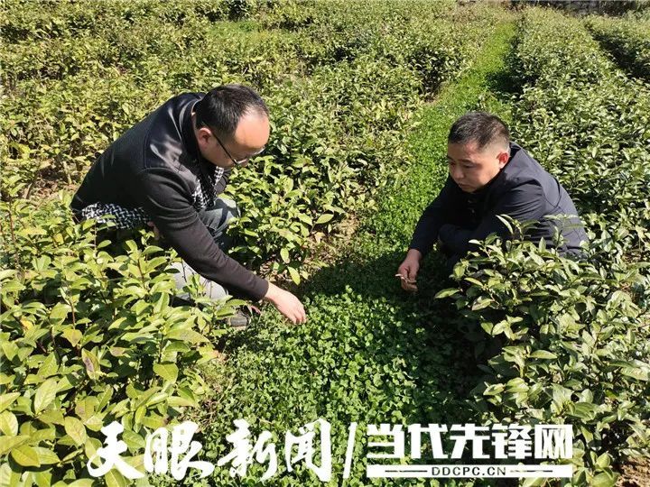 有关于凤冈:以草“治”草管茶园 提效保质“茶”方好的相关内容(1)