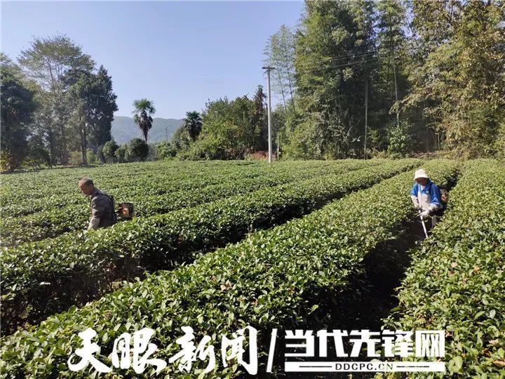 有关于凤冈:以草“治”草管茶园 提效保质“茶”方好的相关内容(2)