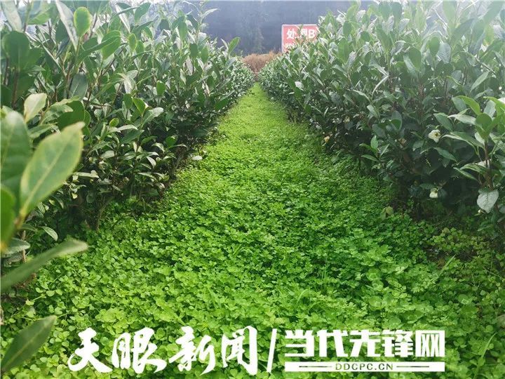 有关于凤冈:以草“治”草管茶园 提效保质“茶”方好的相关内容