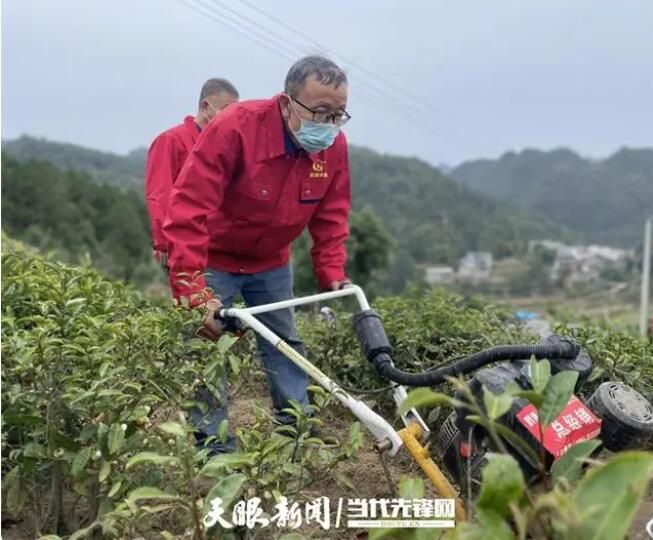 关于黔南州:加强茶园秋冬管护 促茶产业提质增效的内容(1)