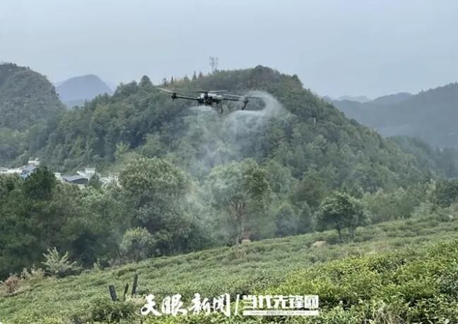 关于黔南州:加强茶园秋冬管护 促茶产业提质增效的内容