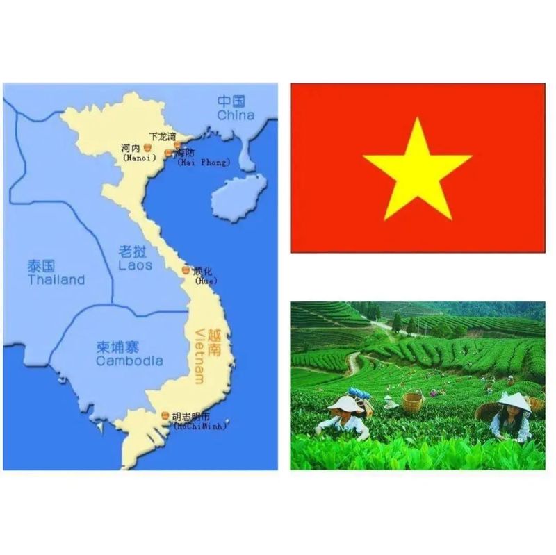 有关于茶叙！中越友谊，如茶香绵长！的内容(12)