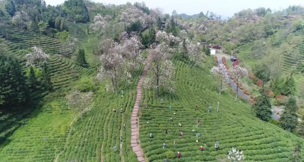 有关于祁门县：齐心奋进新征程 共展祁红新篇章的相关信息(2)