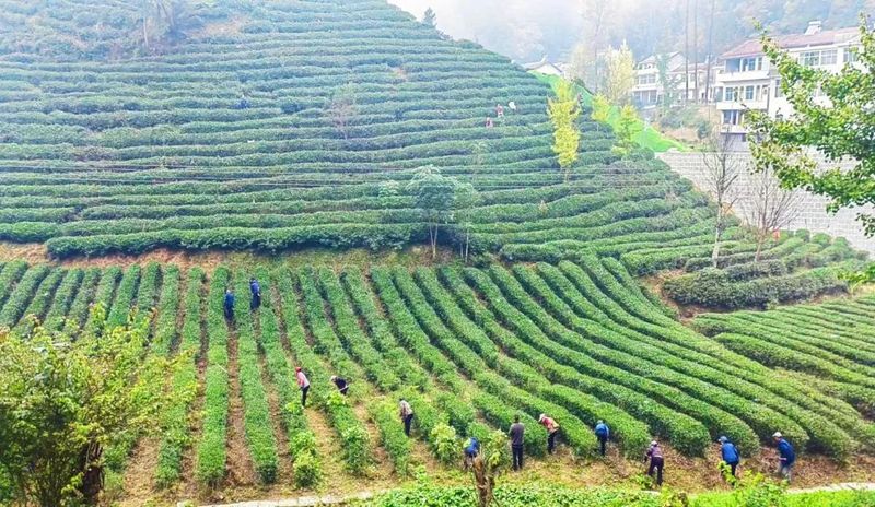 有关于镇巴：秋冬茶园管护忙，跑出乡村振兴“加速度”的最新消息(3)