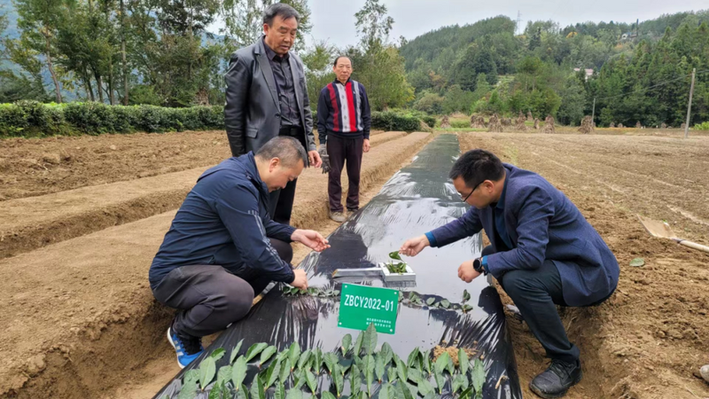 有关于镇巴：秋冬茶园管护忙，跑出乡村振兴“加速度”的最新消息(1)