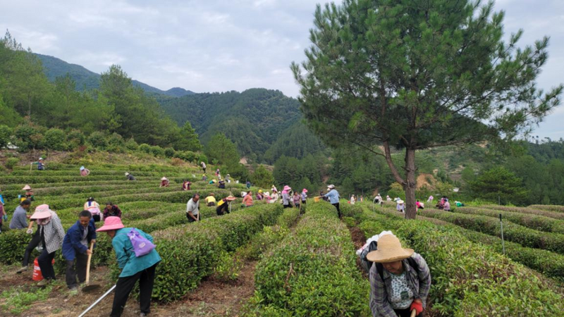 有关于镇巴：秋冬茶园管护忙，跑出乡村振兴“加速度”的最新消息
