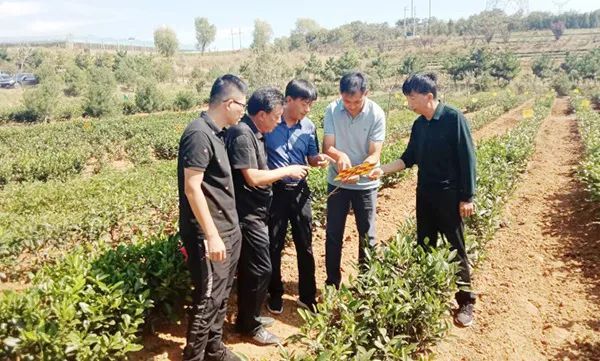 关于山东省科技特派员创新创业共同体日照茶产业服务团开展科技服务活动的最新消息(2)