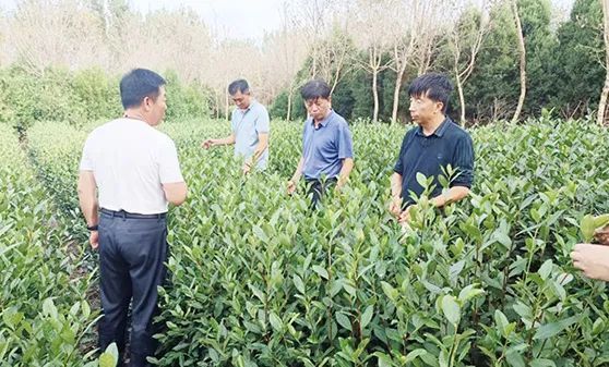 关于山东省科技特派员创新创业共同体日照茶产业服务团开展科技服务活动的最新消息(3)