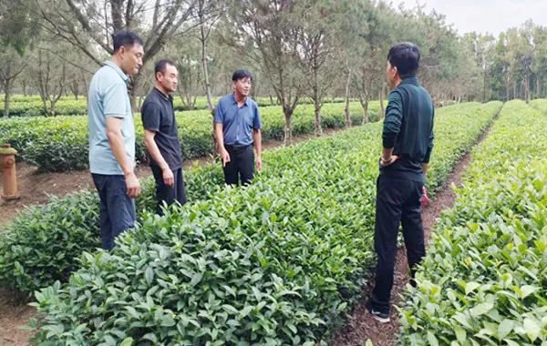 关于山东省科技特派员创新创业共同体日照茶产业服务团开展科技服务活动的最新消息(5)