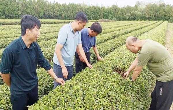 关于山东省科技特派员创新创业共同体日照茶产业服务团开展科技服务活动的最新消息(4)