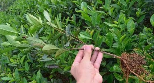 关于浙江安吉“白叶1号”茶苗再次“远嫁”的消息