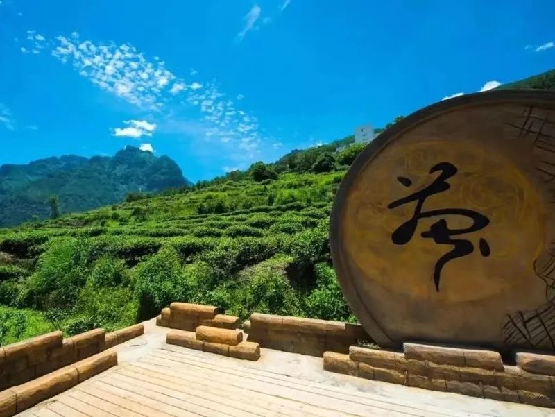 关于九龙魁多镇：多措并举 唱响“九龙绒巴茶”品牌的新闻(2)