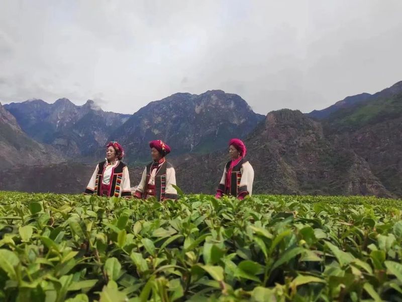 关于九龙魁多镇：多措并举 唱响“九龙绒巴茶”品牌的新闻(3)