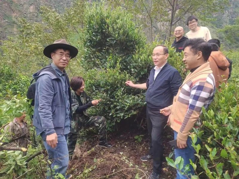 关于九龙魁多镇：多措并举 唱响“九龙绒巴茶”品牌的新闻(4)