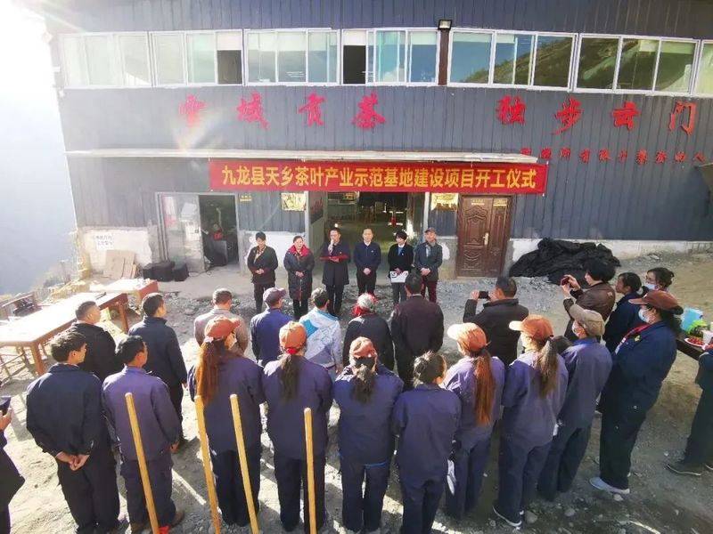 关于九龙魁多镇：多措并举 唱响“九龙绒巴茶”品牌的新闻