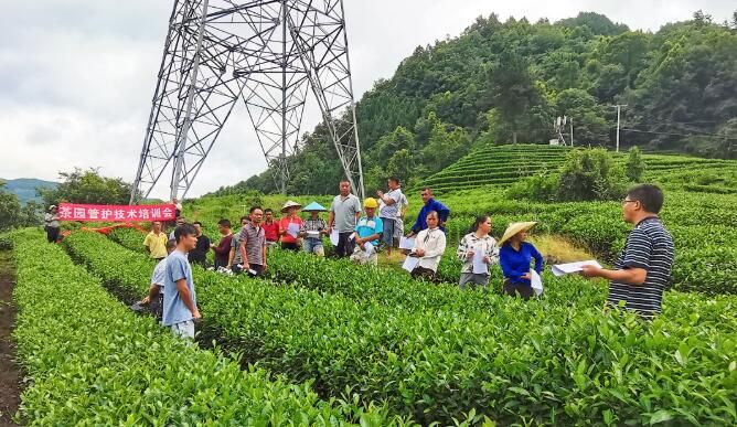 关于都匀：加强茶园秋冬管护 助推产业提质增效的消息(7)
