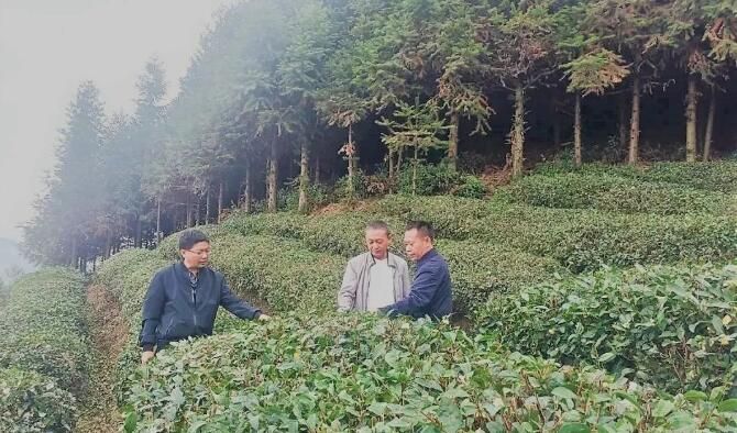 关于都匀：加强茶园秋冬管护 助推产业提质增效的消息(1)